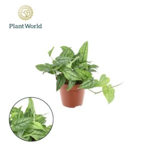 Monstera siltepecana Monstera Siltepecana
(14 Plants/Order)(12cmP 20cmH)