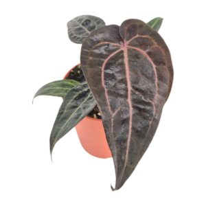 Anthurium Leaf DocBlock Anthurium Red Velvet Cake® '24' X Red Velvet Cake® '24'
(5 Plants/Order)(12cmP 30cmH)