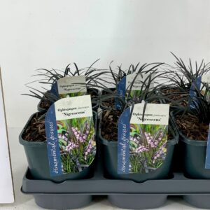 Ophiopogon planiscapus Niger Ophiopogon planiscapus Niger
(6 Plants/Order)(17cmP 10cmH)