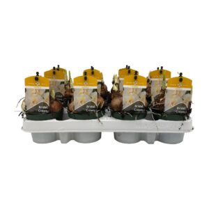 Narcissus Bridal Crown Narcissus Dubbele Grp 'Bridal Crown'
(18 Plants/Order)(9cmP 15cmH)