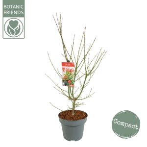 Acer palmatum Jerre Schwartz Acer palm. 'Jerre Schwartz' C14 struik
(1 Plants/Order)(30cmP 130cmH)