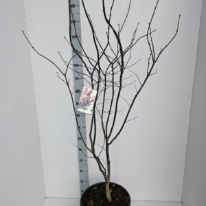 Acer palmatum Red Emperor Acer palmatum 'Red Emperor'
(1 Plants/Order)(36cmP 160cmH)