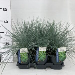 Festuca glauca Festuca glauca Elijah Blue
(6 Plants/Order)(17cmP 20cmH)