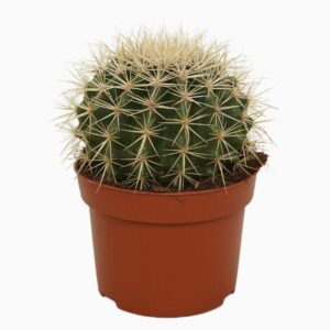 Echinocactus grusonii Echinocactus grusonii 13 cm
(6 Plants/Order)(13cmP 15cmH)