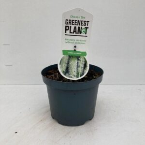 Eucomis autumnalis Eucomis autumnalis
(1 Plants/Order)(19cmP 40cmH)