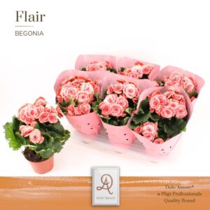 Begonia Borias Begonia Borias P14 Dolc'Amore® Flair Metallic
(6 Plants/Order)(14cmP 31cmH)