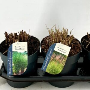 Miscanthus sinensis Miscanthus in cultivars C3
(1 Plants/Order)(19cmP 60cmH)