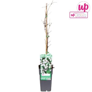 Clematis vitalba Paul Farges Clematis vitalba Paul Farges P15
(10 Plants/Order)(15cmP 90cmH)