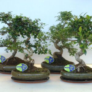 Bonsai mix, indoor, 29cm., shape, with drip tray
(2 Plants/Order)(29cmP 45cmH)