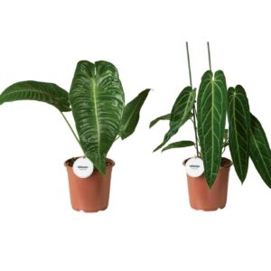 Anthurium Leaf Anthurium mix high
(2 Plants/Order)(21cmP 70cmH)