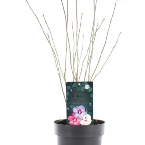 Hibiscus syriacus Hibiscus syr. 'Tricolor' P21/C4.6
(1 Plants/Order)(21cmP 55cmH)