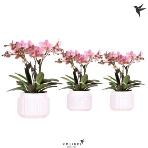 Phalaenopsis Multifl. typ Anthura T Kolibri Orchids Phalaenopsis Treviso in Maze Pot white
(3 Plants/Order)(12cmP 45cmH)
