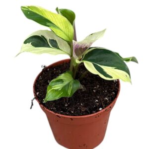 Calathea Calathea Yellow Fusion
(2 Plants/Order)(8cmP 12cmH)