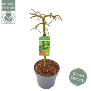 Acer palmatum Ryusen Acer palm. 'Ryusen' C14 laagstam
(1 Plants/Order)(30cmP 100cmH)