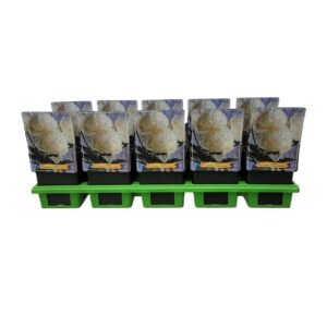 Paeonia Paeonia Lactiflora 'Charles White' P11
(10 Plants/Order)(11cmP 25cmH)