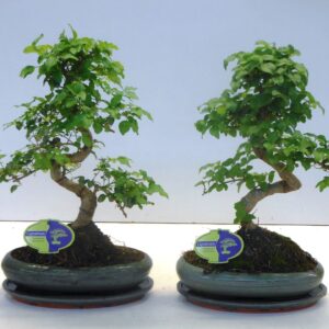 Bonsai Ligustrum sinense sinensis, 24cm., shape, with drip tray
(4 Plants/Order)(24cmP 40cmH)