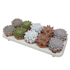 Echeveria mixed Echeveria de luxe mix 10,5 cm
(10 Plants/Order)(10.5cmP 14cmH)
