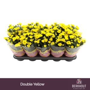 Chrysanthemum Cozy Chrysanthemum Cozy
(10 Plants/Order)(12cmP 26cmH)