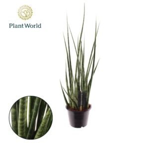 Sansevieria other Sansevieria 'Digitorum'
(7 Plants/Order)(14cmP 60cmH)