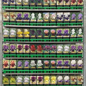 Iris germanica Iris germanica mix CC P11
(10 Plants/Order)(11cmP 25cmH)