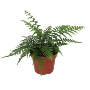 Dicksonia antarctica Dicksonia Antarctica (Tasmaanse Boomvaren)
(6 Plants/Order)(17cmP 35cmH)