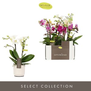 Phalaenopsis Multiflora Optifriend mix 2 spike in Lazio White
(6 Plants/Order)(7cmP 25cmH)