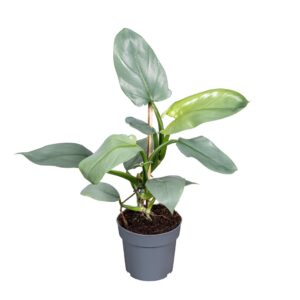 Philodendron Silver Queen Philodendron Silver Queen 14cm
(8 Plants/Order)(14cmP 45cmH)