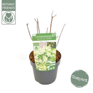 Hydrangea paniculata Hydrangea pan. 'Magical Himalaya'®
(5 Plants/Order)(19cmP 45cmH)