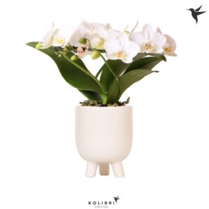 Phalaenopsis Multiflora Kolibri Orchids Phalaenopsis Halo white in Gummy Pot travertine
(3 Plants/Order)(9cmP 30cmH)