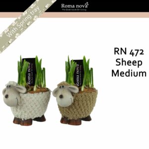 Narcissus Arrangement 472 - Sheep Medium (Tete a Tete)
(5 Plants/Order)(16cmP 18cmH)