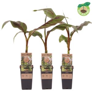 Musa sikkimensis Ever Red Musa Ever Red ®, P15
(10 Plants/Order)(15cmP 30cmH)