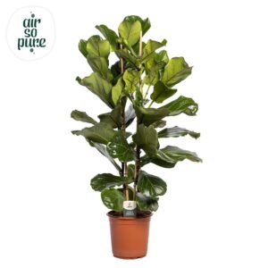Ficus lyrata Ficus Lyrata, 2pp, p24
(1 Plants/Order)(24cmP 120cmH)