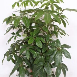 Schefflera Amate actinophylla
(1 Plants/Order)(40cmP 130cmH)