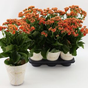 Kalanchoe Volcanic Orange Kalanchoe Sunny Cantaloupe Orange
(6 Plants/Order)(14cmP 30cmH)