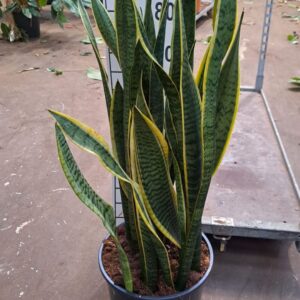 Sansevieria Laurentii Sanseveria Laurentii 90
(1 Plants/Order)(30cmP 90cmH)