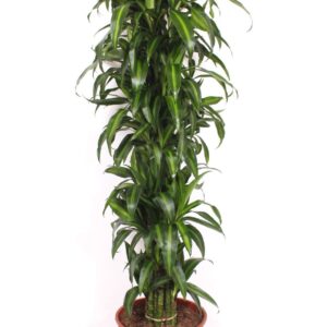 Dracaena Hawaiian Sunshine Dracaena Hawaiian Sunshine
(1 Plants/Order)(34cmP 180cmH)