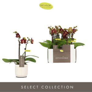 Phalaenopsis Multiflora Optifriend Esmee 2 spike in Lazio White
(6 Plants/Order)(7cmP 25cmH)