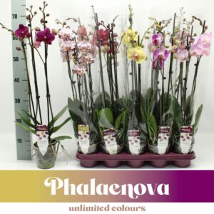 Phalaenopsis mixed mixed 3-tak 70cm (GROEN)
(10 Plants/Order)(12cmP 65cmH)