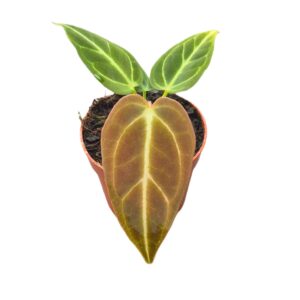 Anthurium Leaf Anthurium Regale
(20 Plants/Order)(7cmP 15cmH)