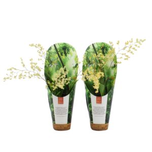 Oncidium Inca Oncidium Twinkle 2-3 spike 9cm luxury jungle cover
(6 Plants/Order)(9cmP 30cmH)