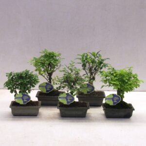 Bonsai Bonsai mix, indoor, 15 cm., broom, without drip tray
(10 Plants/Order)(15cmP 25cmH)