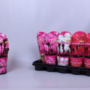 Paeonia Paeonia 12CM C1 mix Longlife
(10 Plants/Order)(12cmP 15cmH)