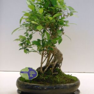 Bonsai dwergvorm loofhout Ficus retusa, 29cm., shape, with drip tray
(2 Plants/Order)(29cmP 45cmH)