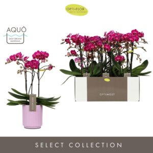 Phalaenopsis Morelia Optimost Morelia 3 spike in Molise Lilac Aquo
(6 Plants/Order)(12cmP 45cmH)