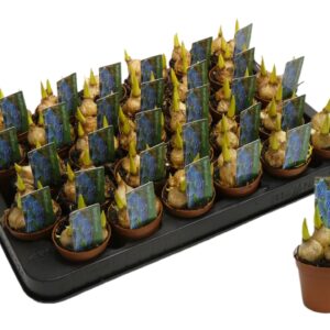 Muscari Blue Magic Muscari 'Blue Magic'
(30 Plants/Order)(5cmP 10cmH)