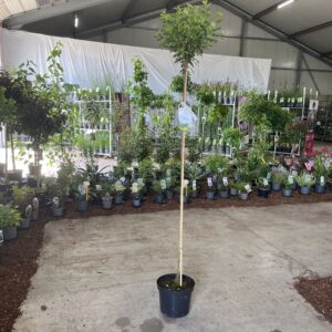 Prunus bladverliezend x eminens 'Um Prunus eminens 'Umbraculifera' --stam 150 cm
(1 Plants/Order)(29cmP 150cmH)