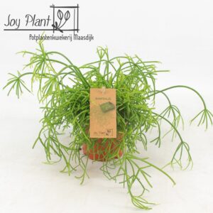 Rhipsalis baccifera 'Oasis' Rhipsalis cassutha Oasis P10,5
(6 Plants/Order)(10.5cmP 15cmH)