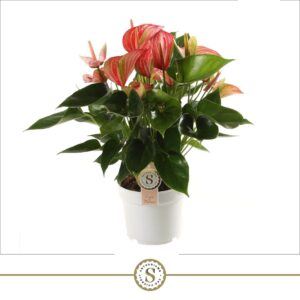 Anthurium (Andreanum Grp) Livium Re Livium Red 17cm
(6 Plants/Order)(17cmP 55cmH)