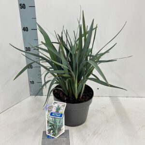 Dianella Blue Stream Dianella Blue Ripple ('D51'PBR)
(1 Plants/Order)(19cmP 30cmH)