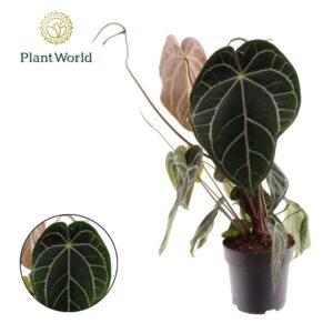 Anthurium Leaf Anthurium Chrystallinum
(3 Plants/Order)(19cmP 50cmH)